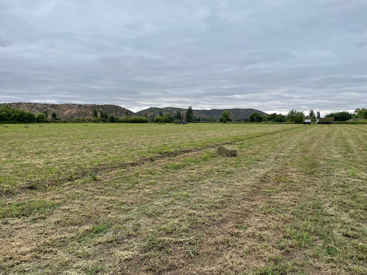 Campos  arriendo largo plazo para frutales ( 2024 )