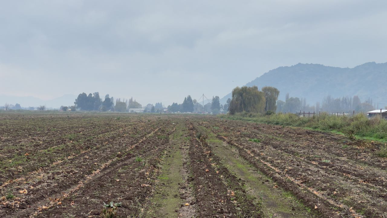 CAMPO EN ARRIENDO EN SANTA CRUZ, QUINAHUE  50 has. – LARGO PLAZO | CAMPO AGRÍCOLA CON AGUA