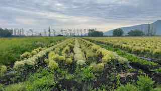 En Venta campo de 33 has ubicado en  Malloa.